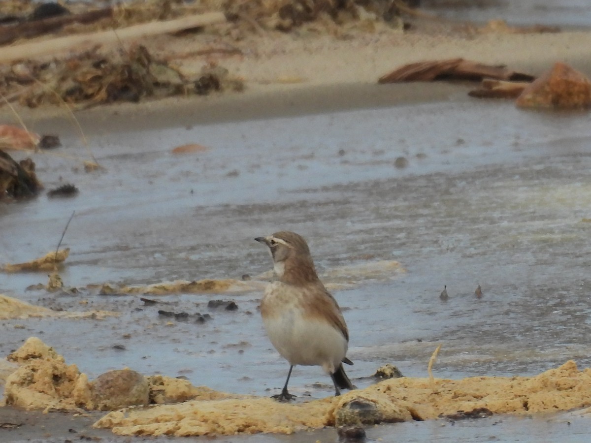 Alondra Cornuda - ML647209696