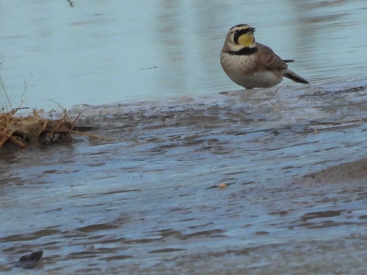 Alondra Cornuda - ML647209697