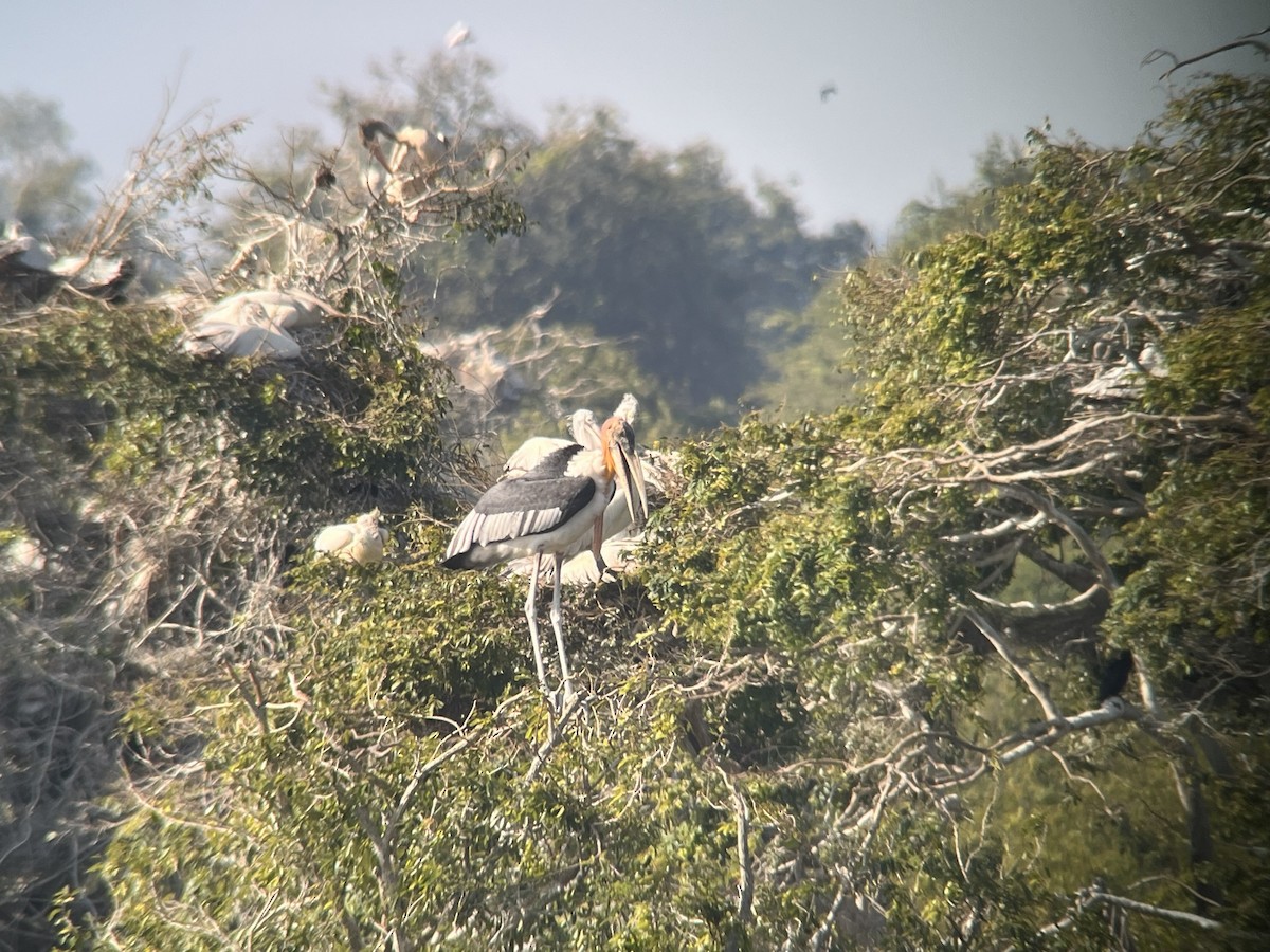 オオハゲコウ - ML647209699