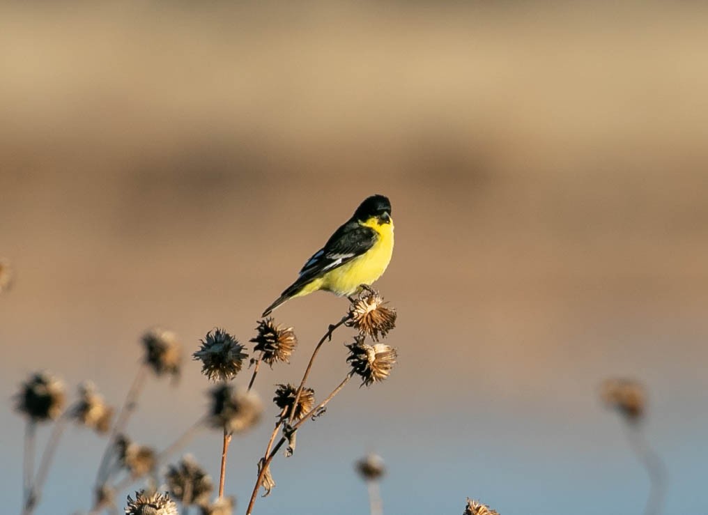 Jilguero Menor - ML647209704