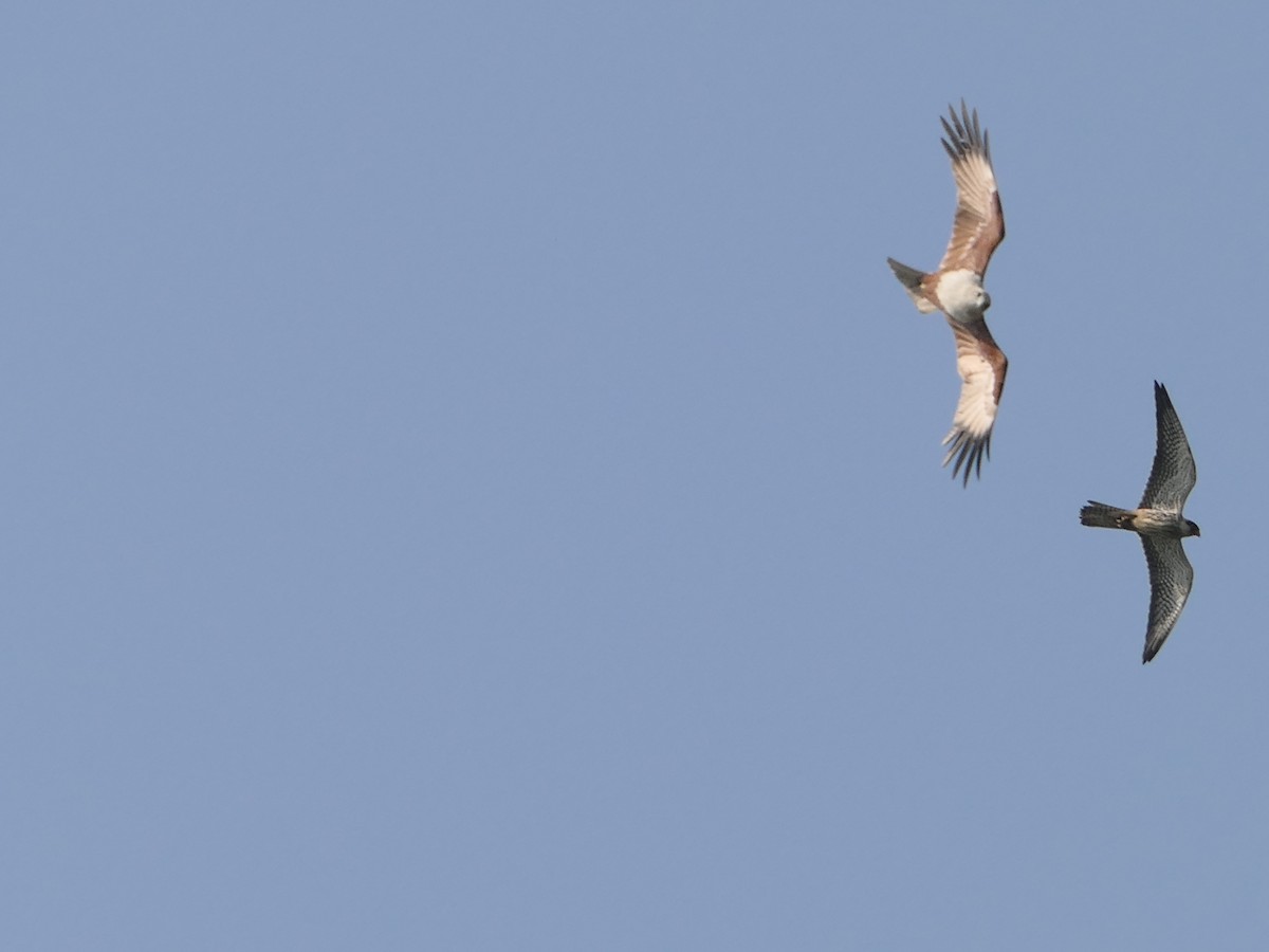 Amur Falcon - ML647209705