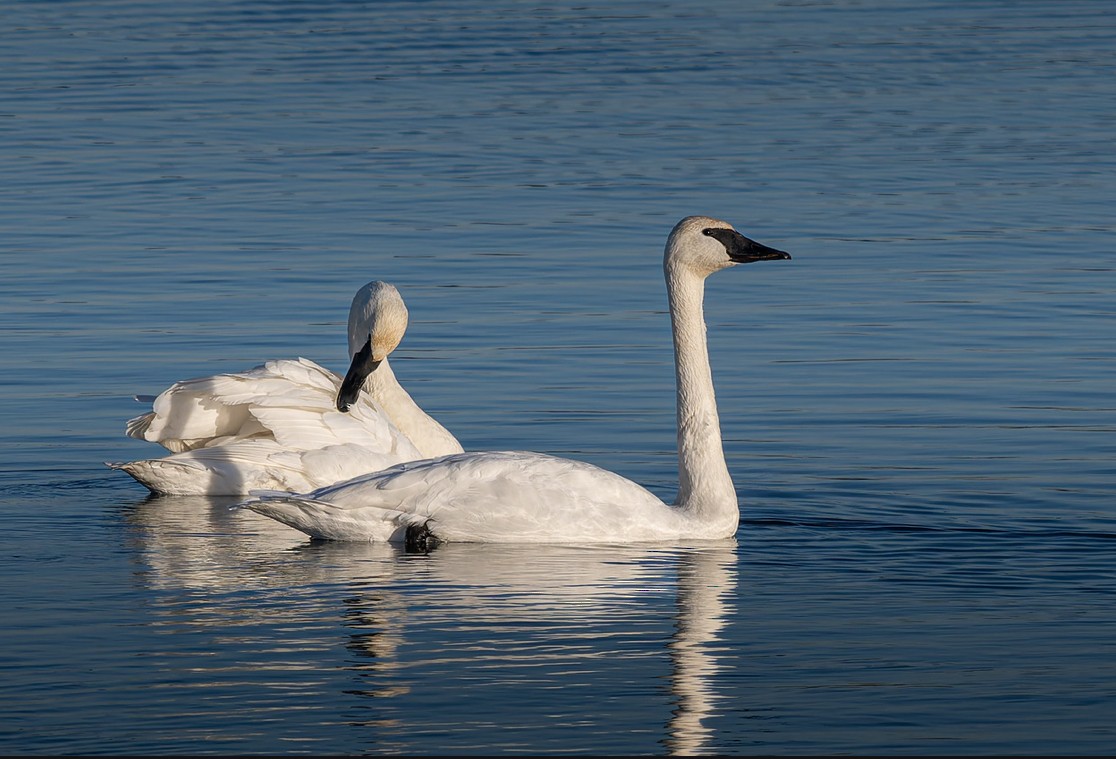 Cisne Trompetero - ML647209707