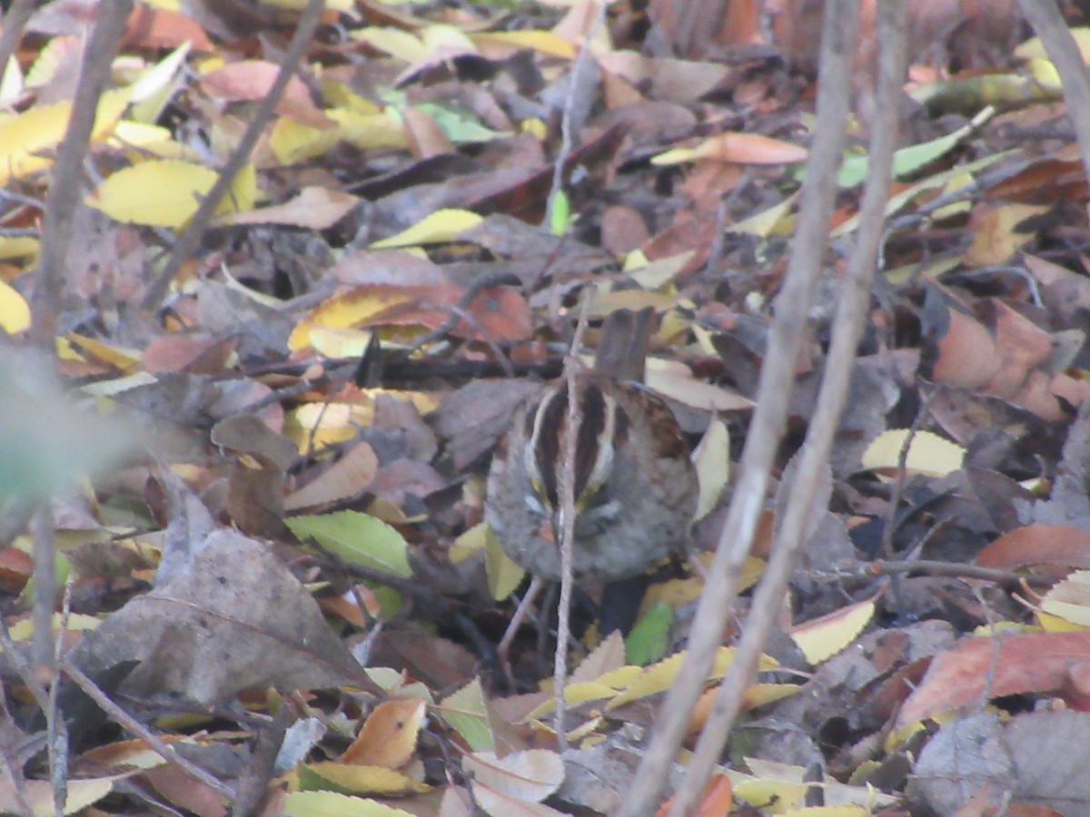 Бруант білогорлий - ML647209711