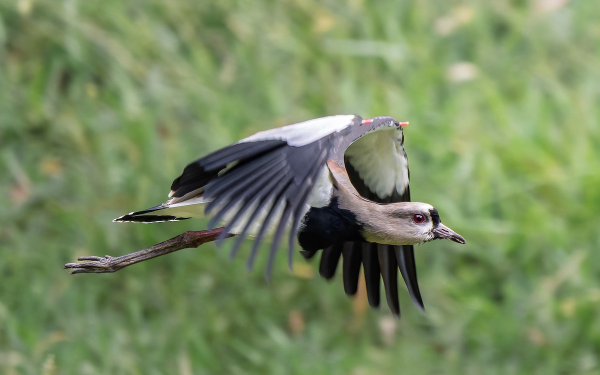 Чайка чилійська - ML647209712