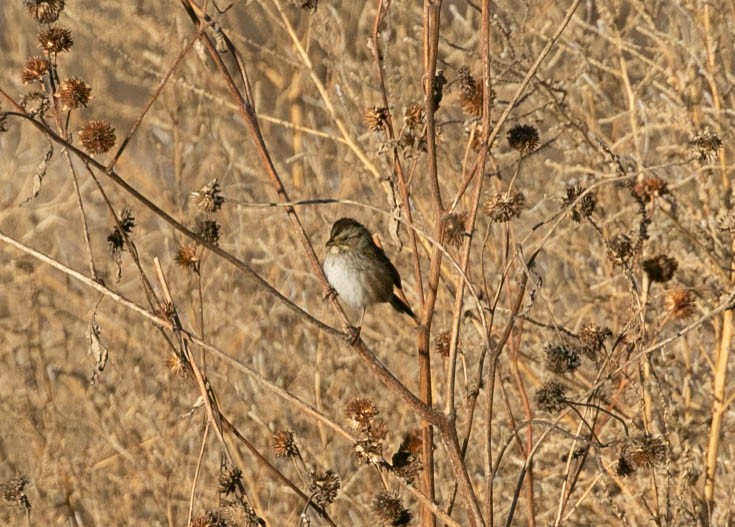 Chingolo Pantanero - ML647209713