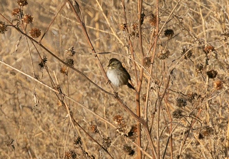 Chingolo Pantanero - ML647209714