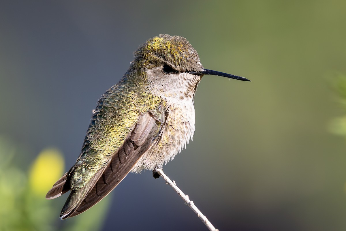 Каліпта аметистовоголова - ML647209715