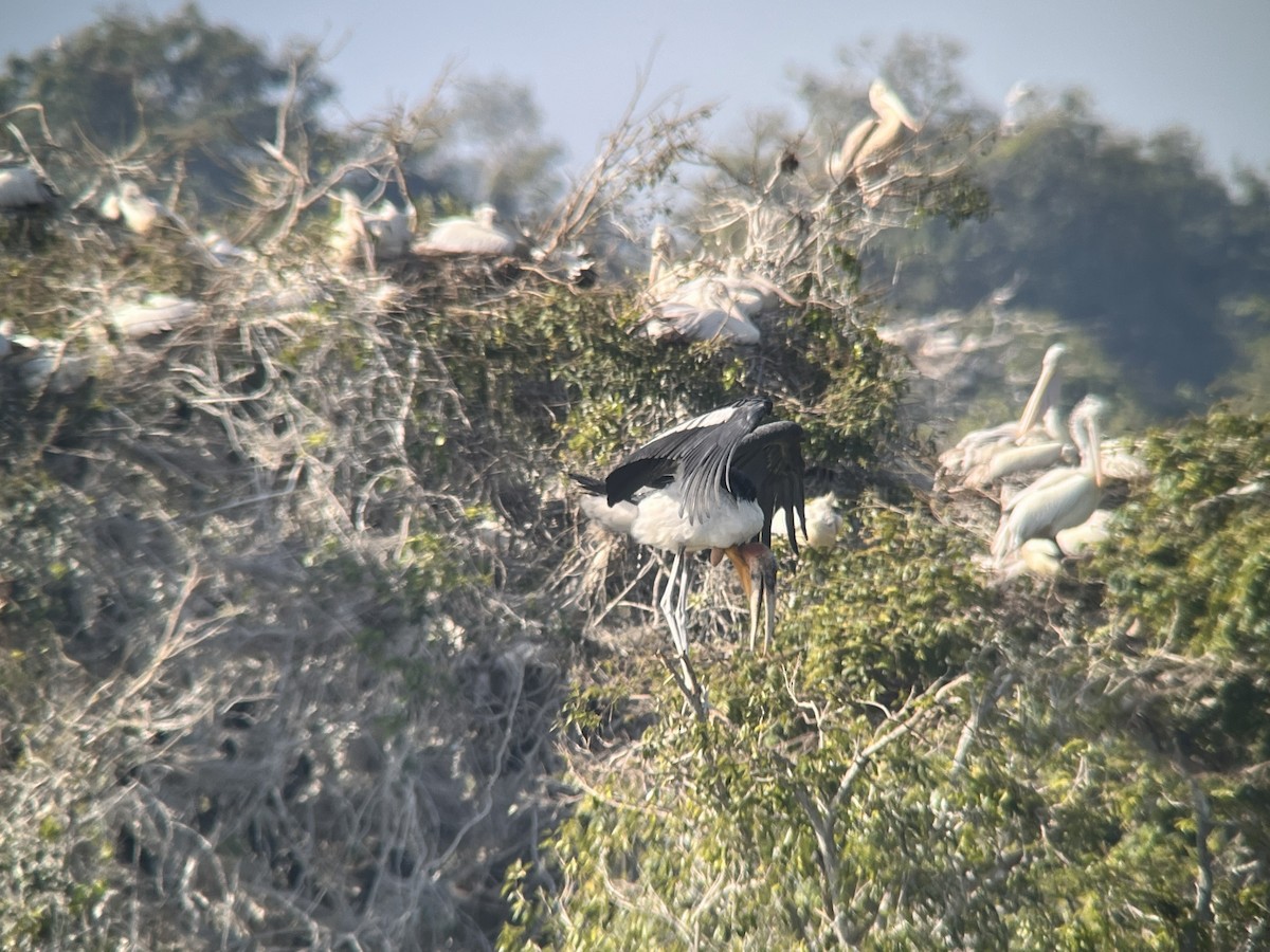 Аргала - ML647209716