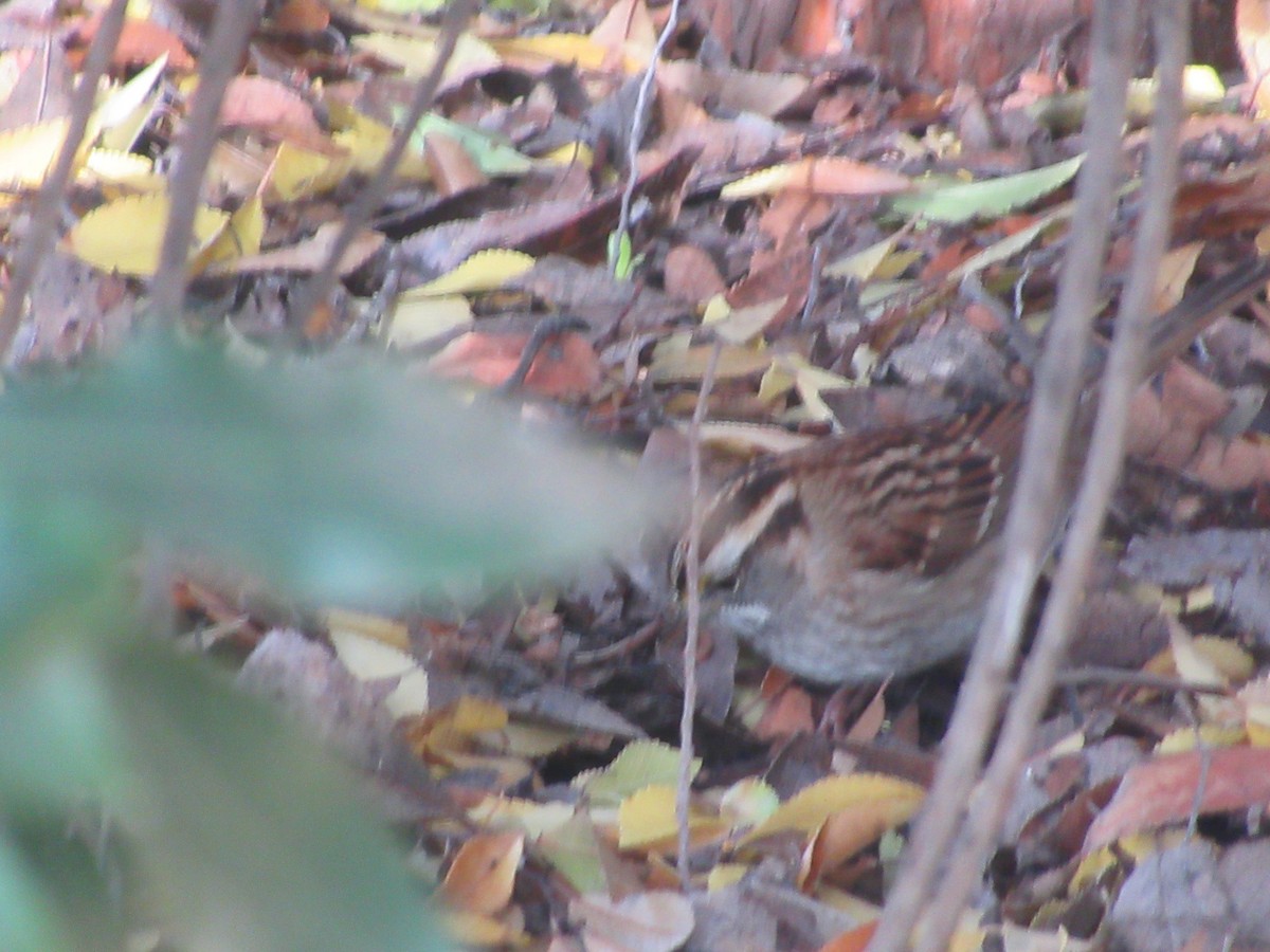 Бруант білогорлий - ML647209718