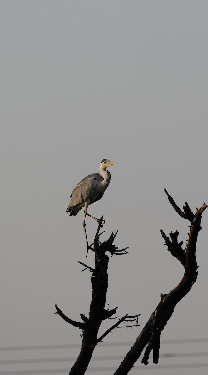 Чапля сіра - ML647209719