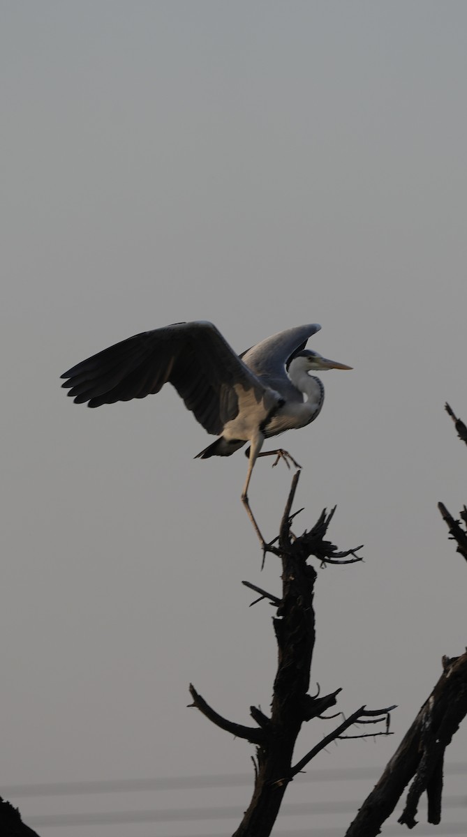 Чапля сіра - ML647209720