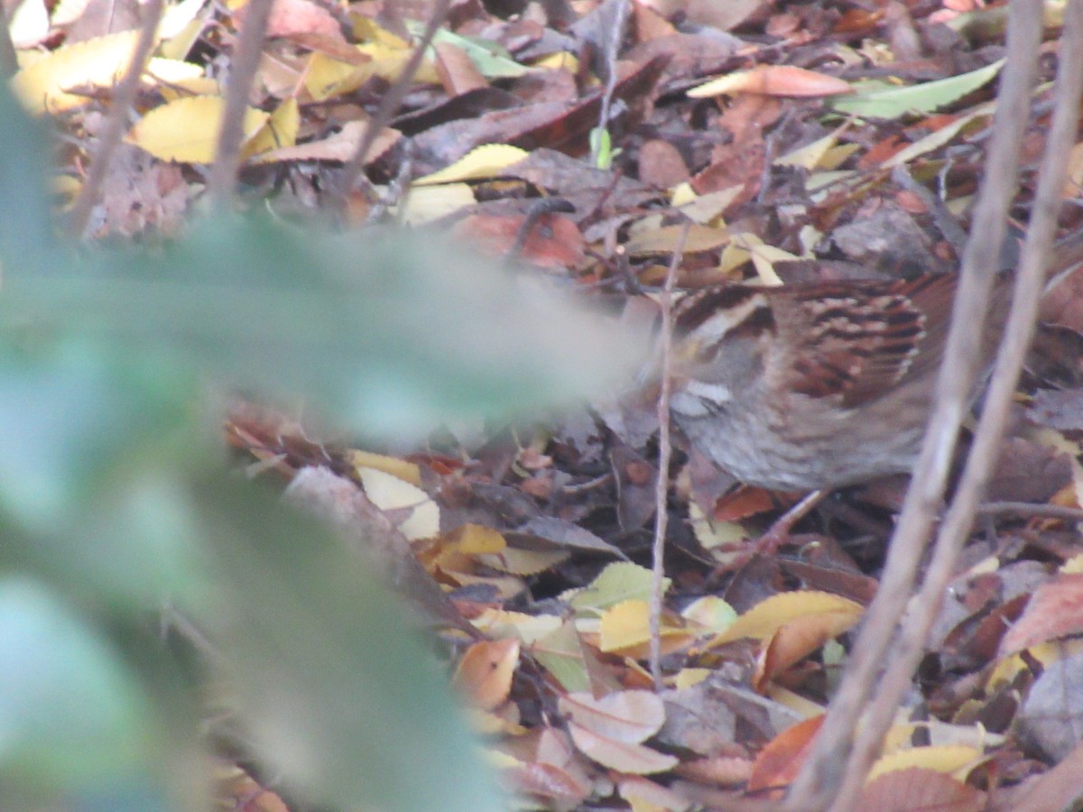 Бруант білогорлий - ML647209721