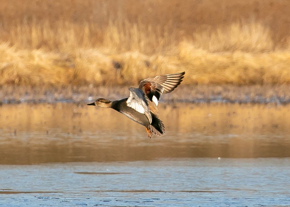 Нерозень - ML647209722