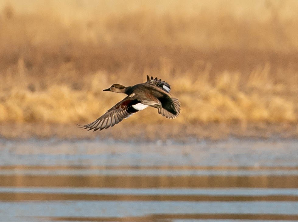 Нерозень - ML647209723