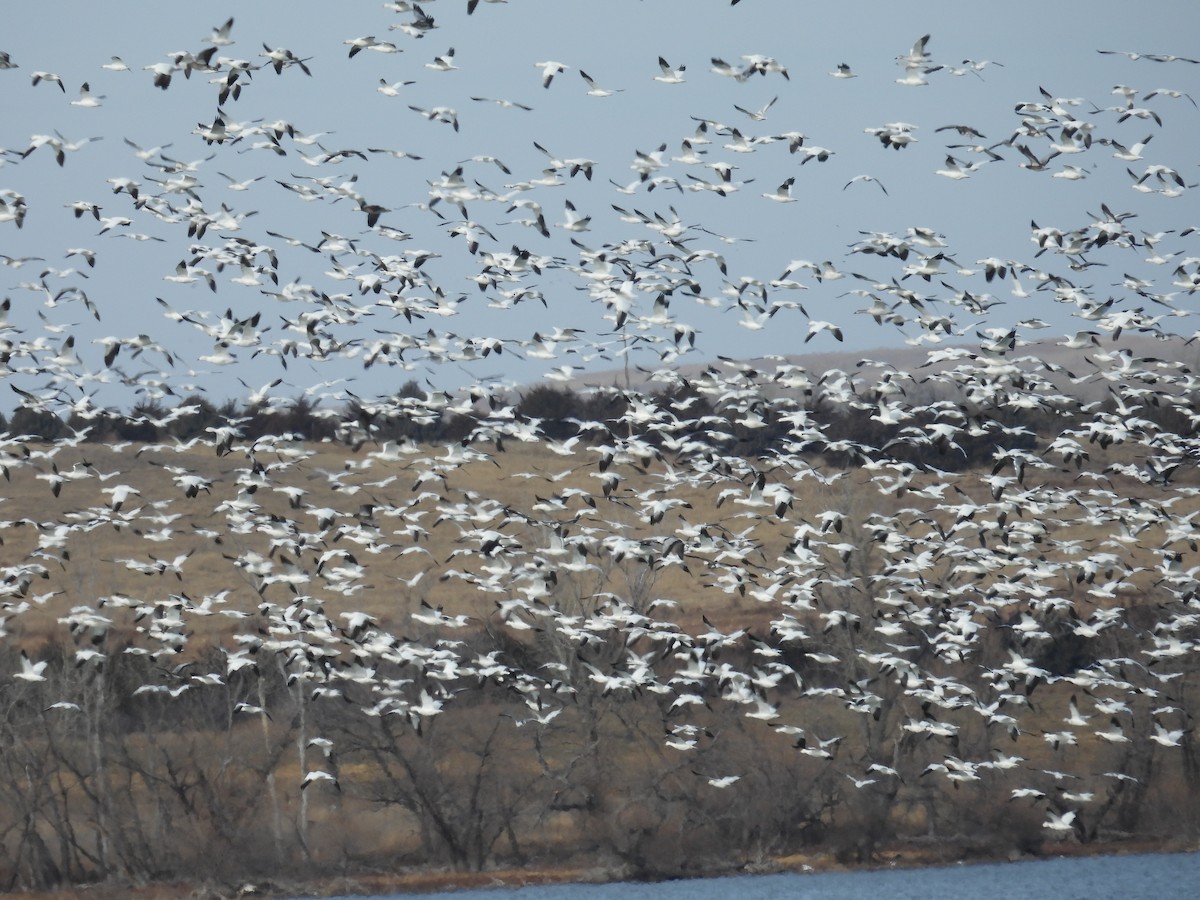 Гуска біла - ML647209726