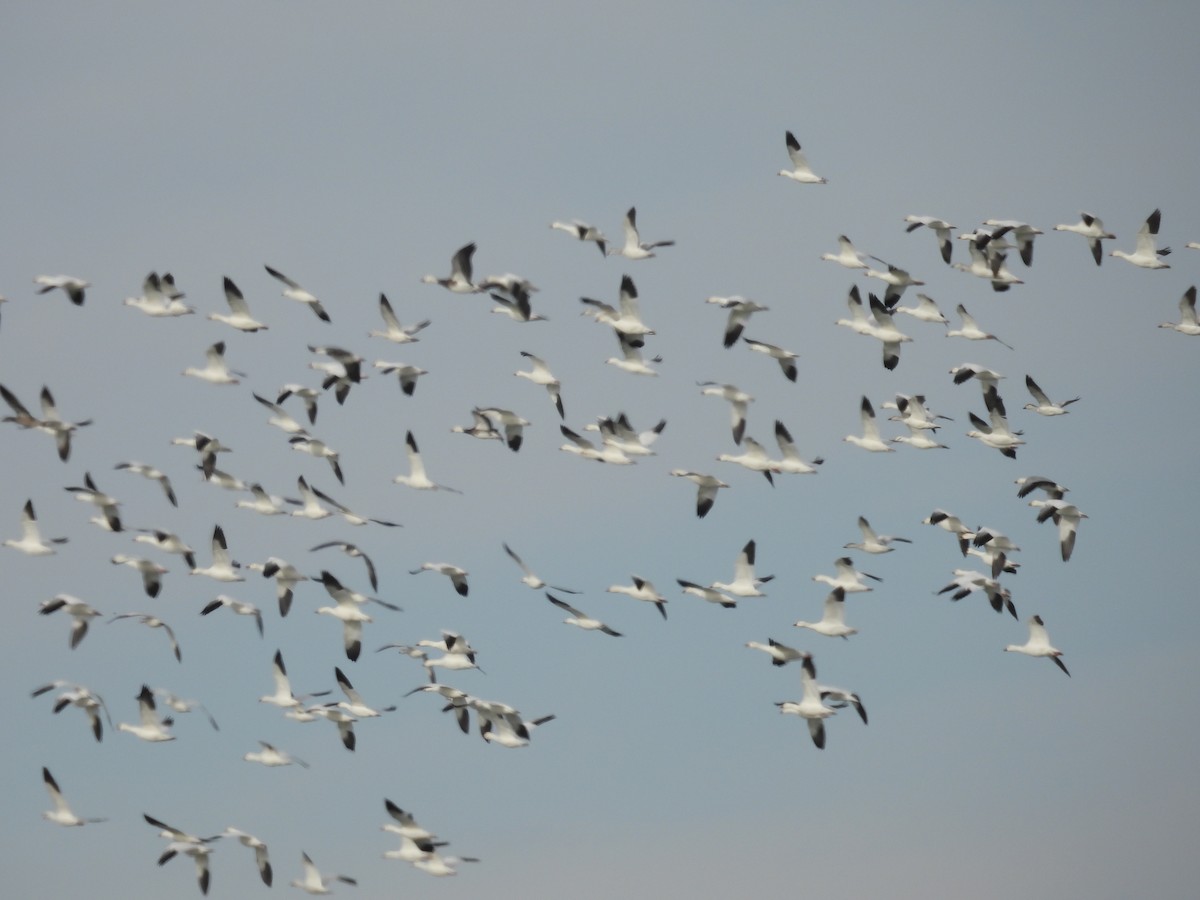 Гуска біла - ML647209727