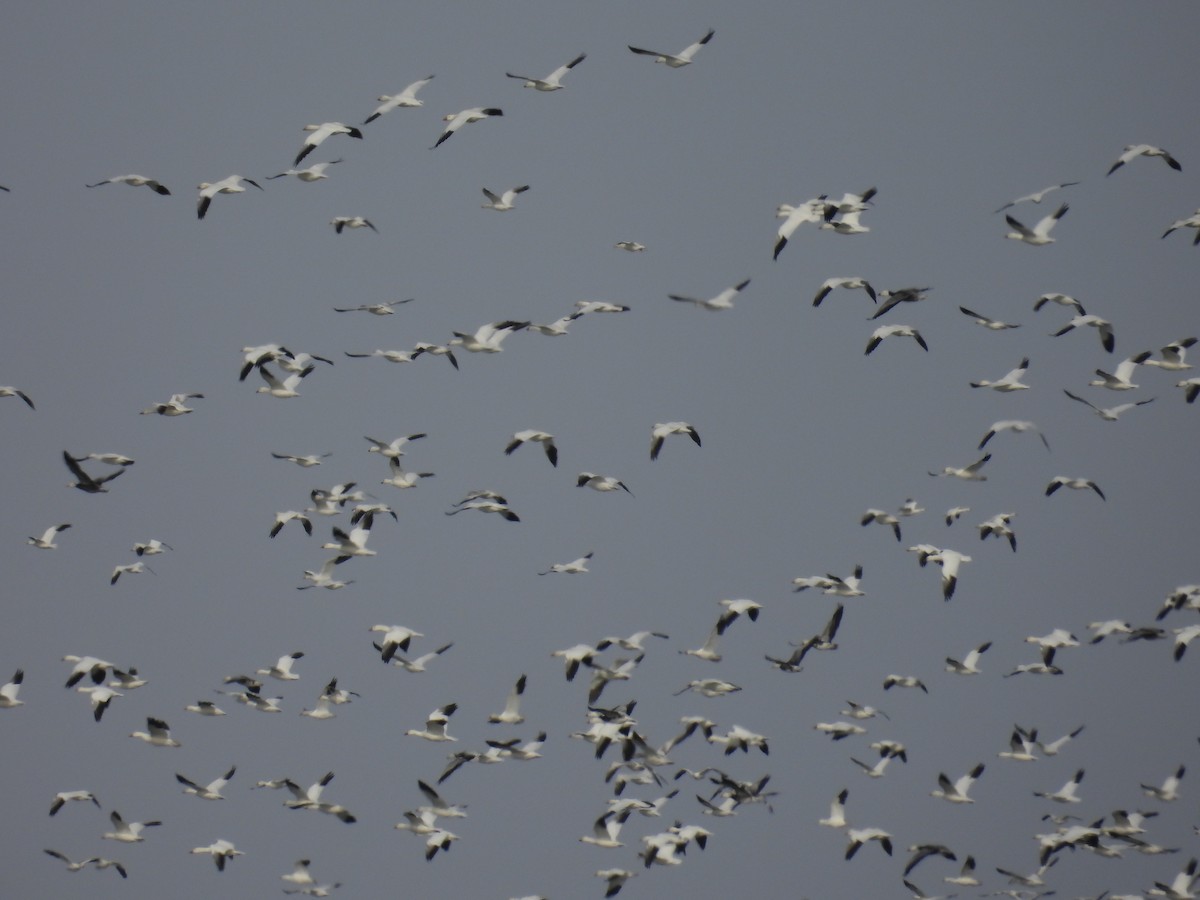 Гуска біла - ML647209728