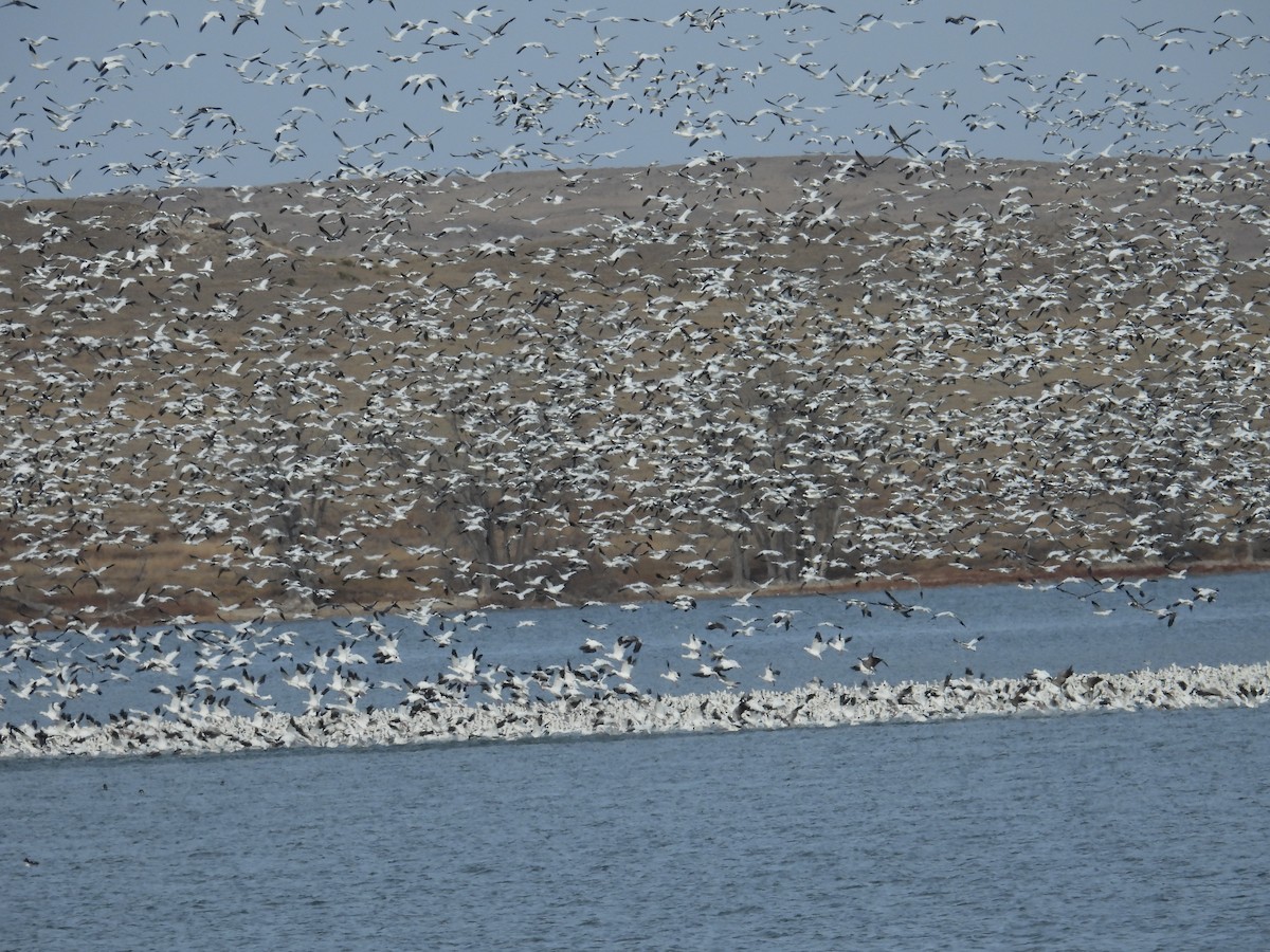 Гуска біла - ML647209729