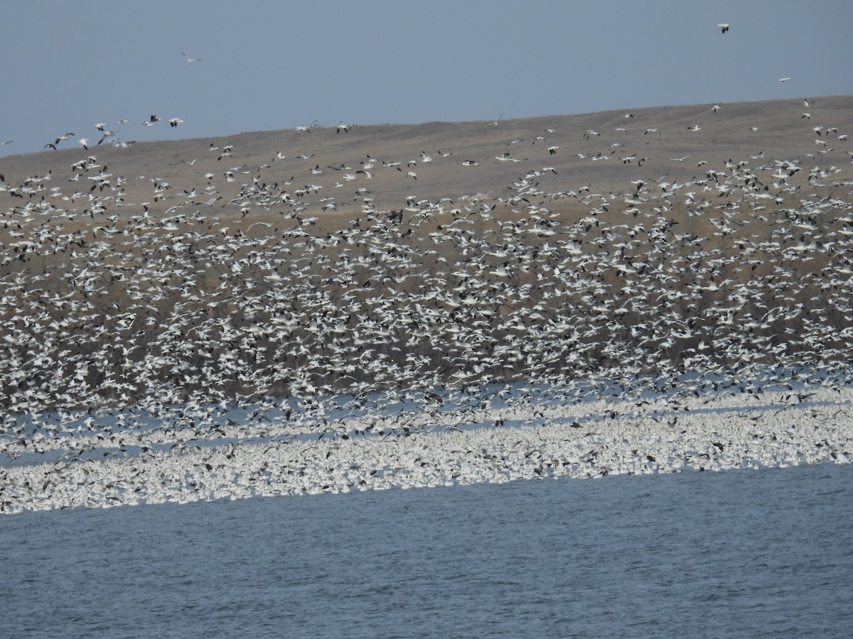 Гуска біла - ML647209730