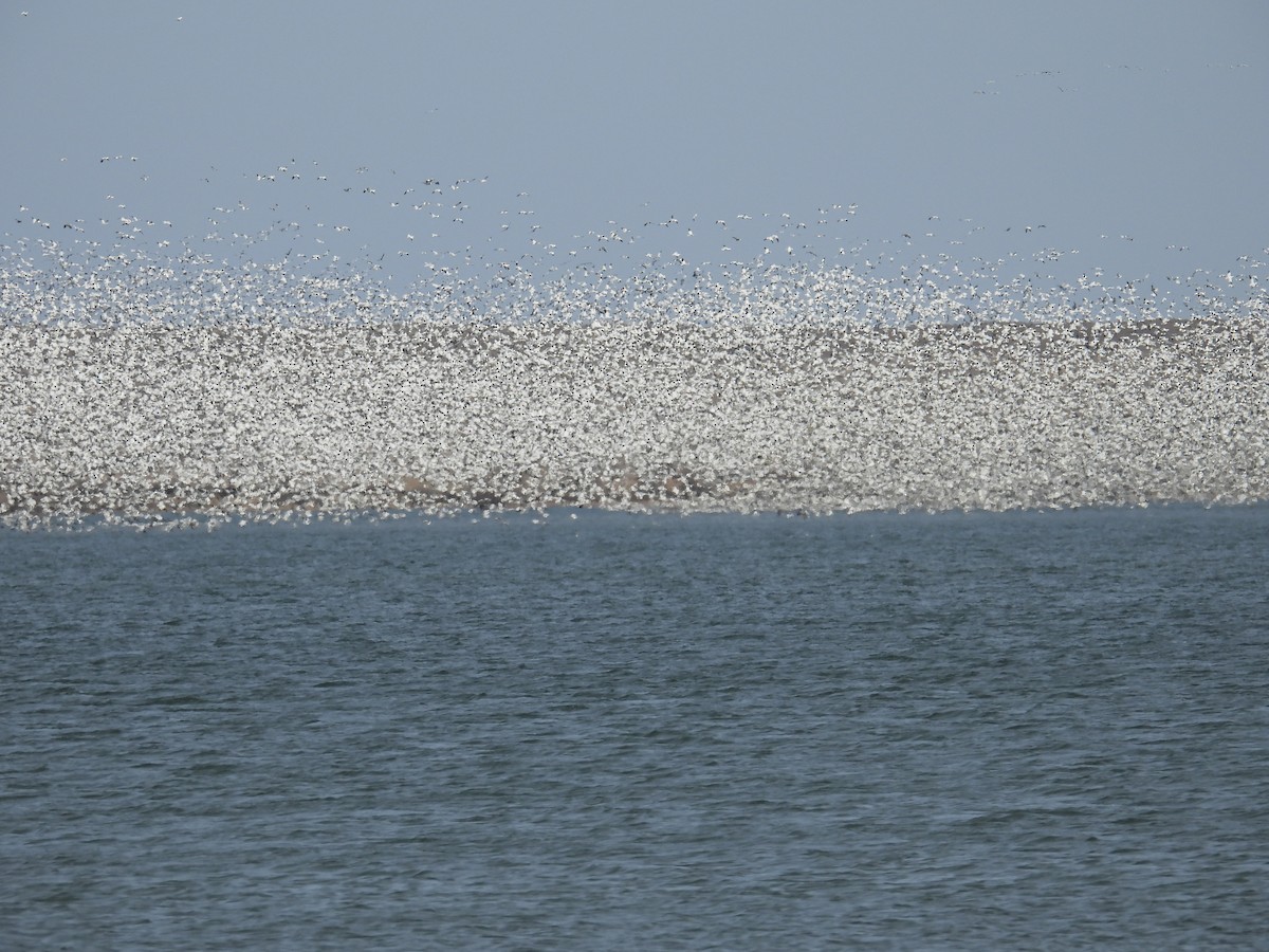 Гуска біла - ML647209731