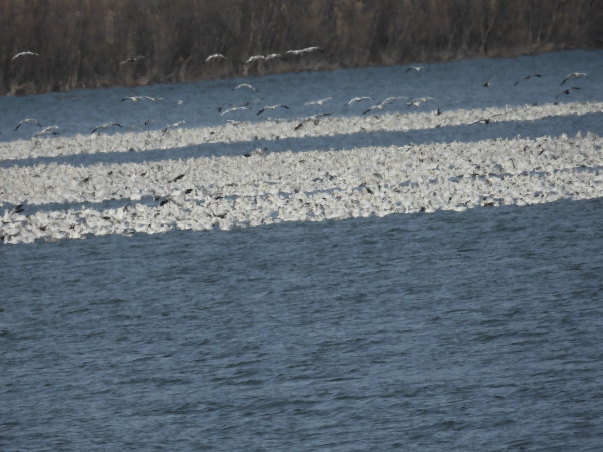 Гуска біла - ML647209733