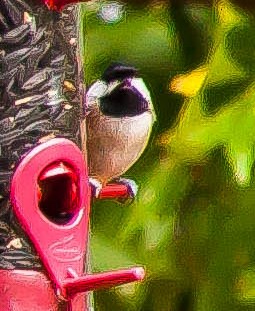 Гаїчка каролінська - ML647209734