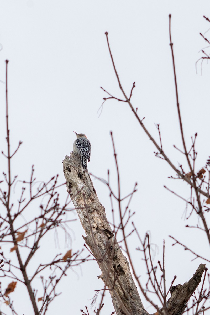 Гіла каролінська - ML647209735