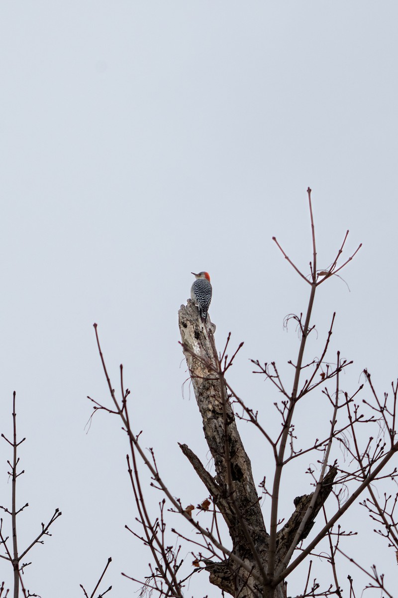 Гіла каролінська - ML647209736