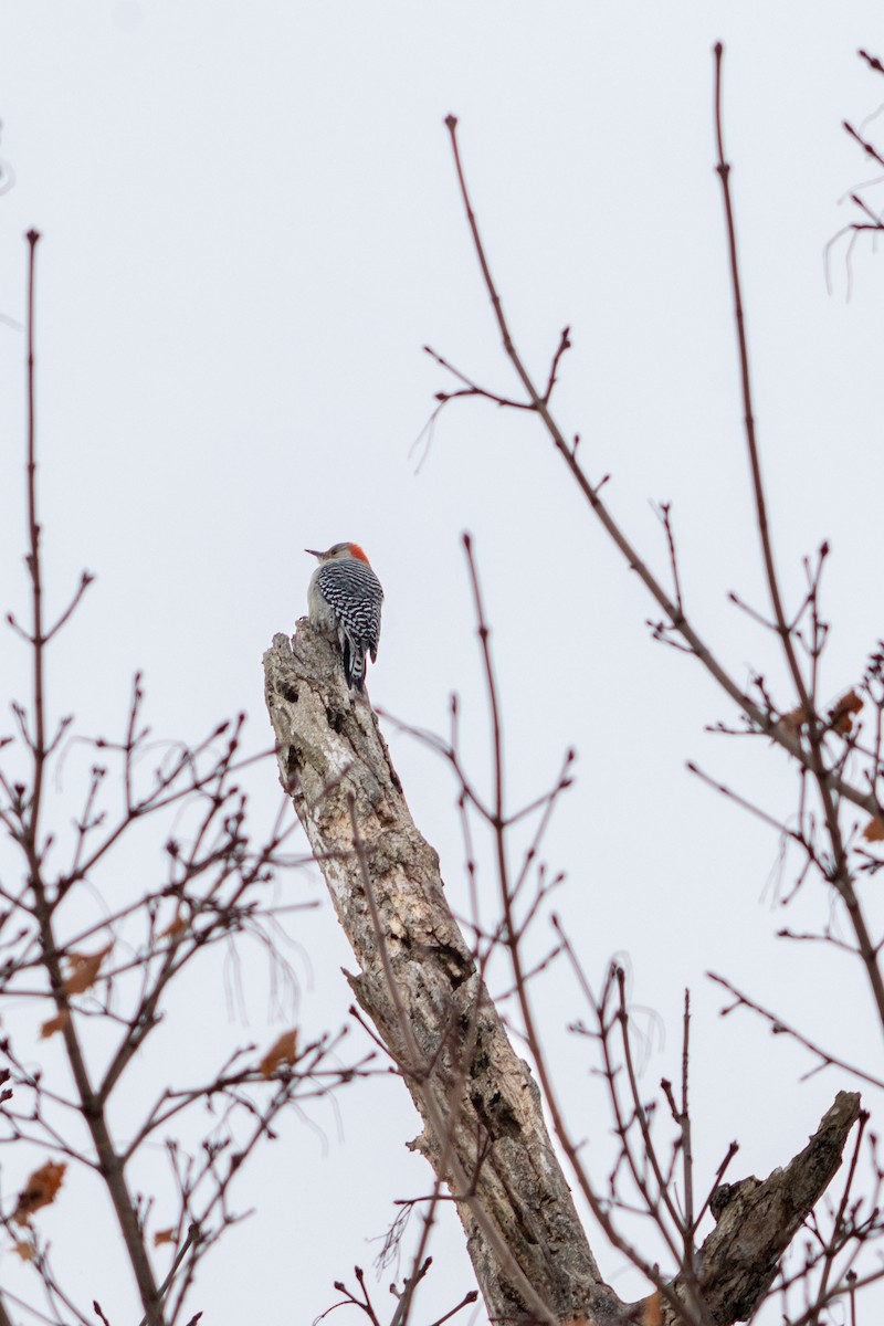 Гіла каролінська - ML647209737