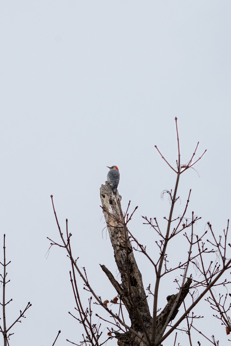 Гіла каролінська - ML647209739