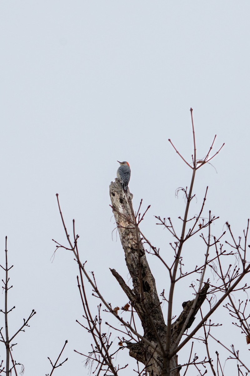 Гіла каролінська - ML647209740