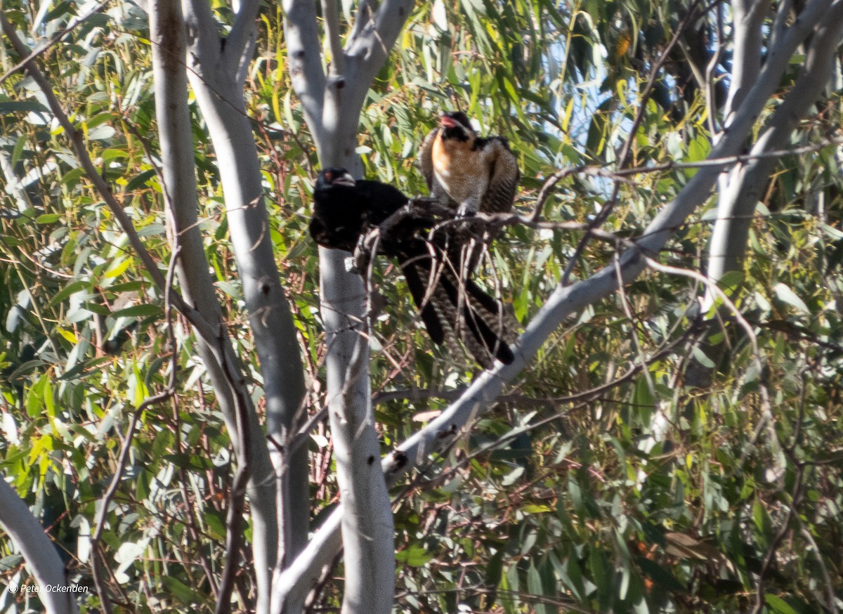 Коель східний - ML647209742