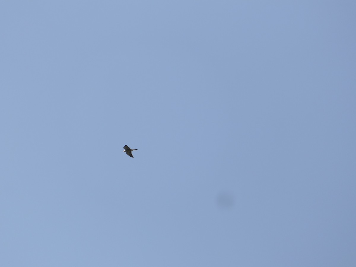 Кібчик амурський - ML647209744