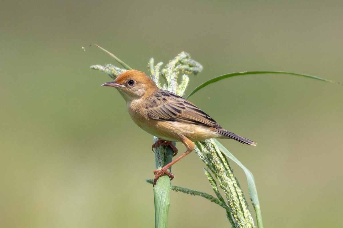 Таміка золотоголова - ML647209746