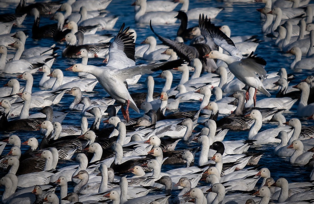 Snow Goose - ML647209748