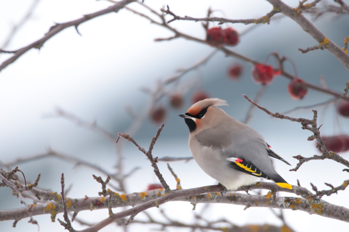 Bohemian Waxwing - ML647209759