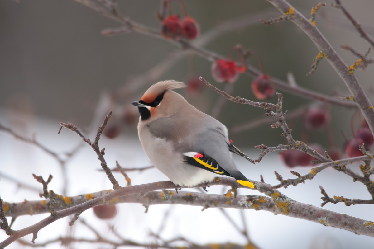 Bohemian Waxwing - ML647209760