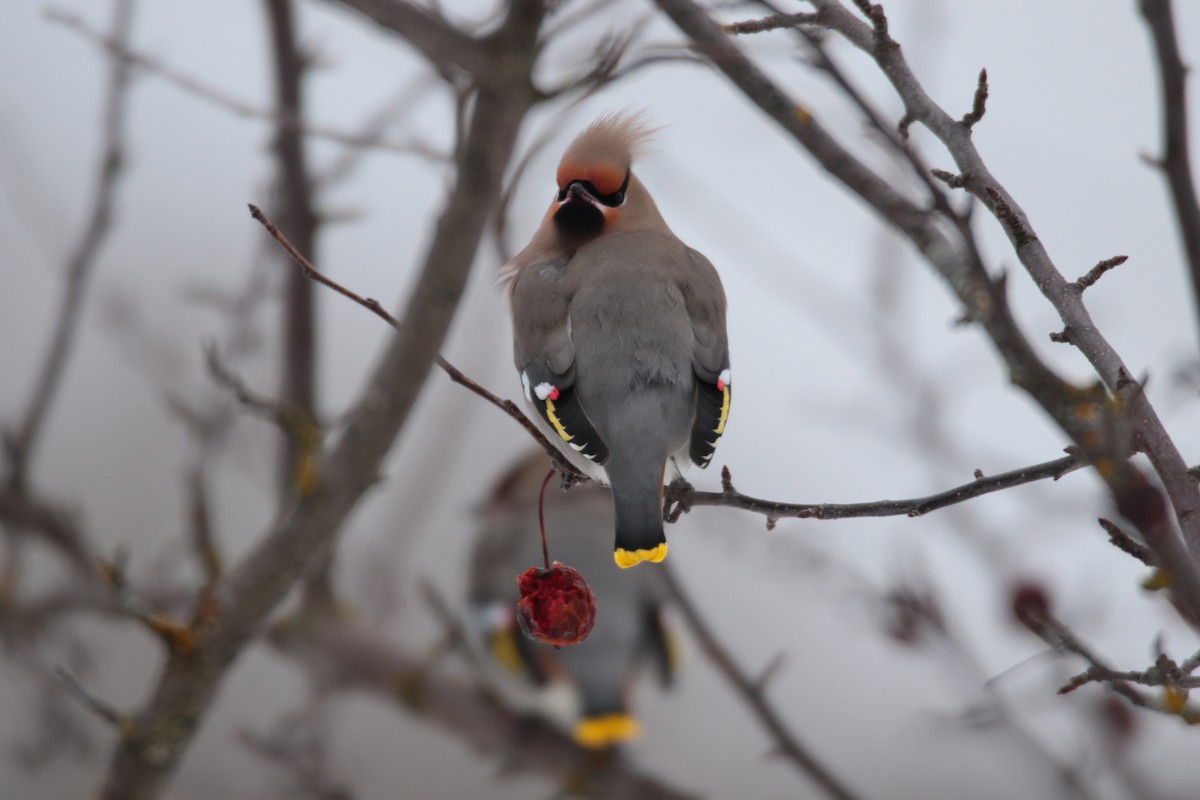 Bohemian Waxwing - ML647209761