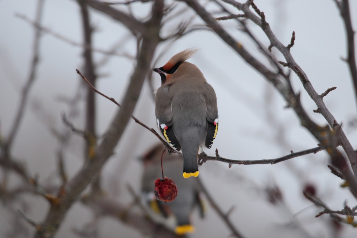 Bohemian Waxwing - ML647209762
