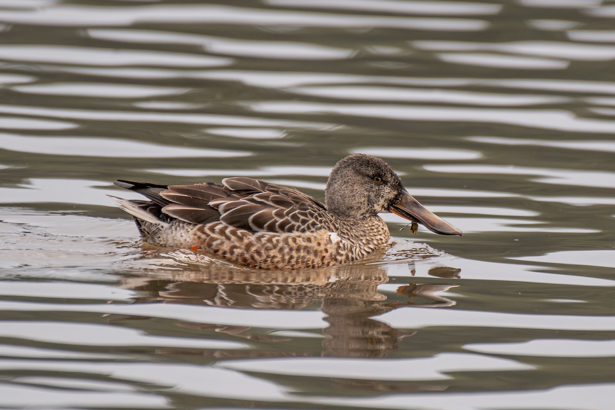 Northern Shoveler - ML647209764