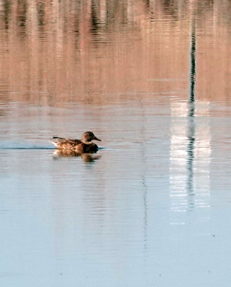 Серая утка - ML647209767