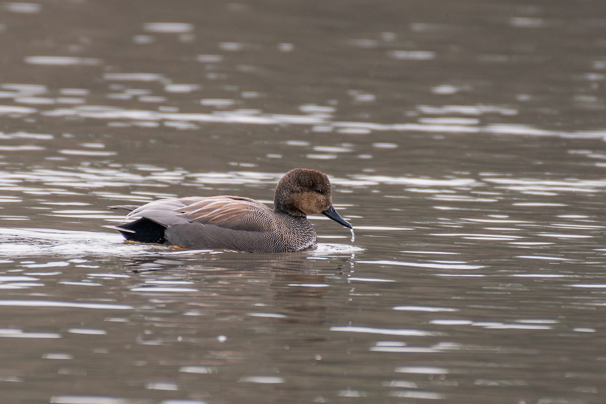 Серая утка - ML647209769