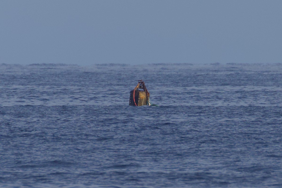 Чёрная кланяющаяся крачка - ML647209770