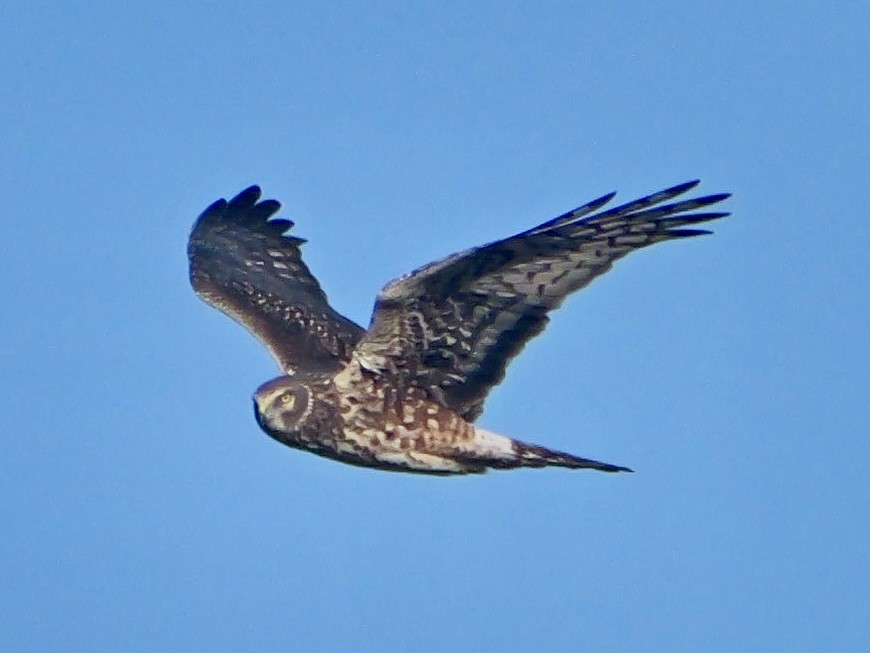 Американский лунь - ML647209771