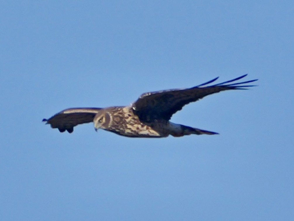 Американский лунь - ML647209772