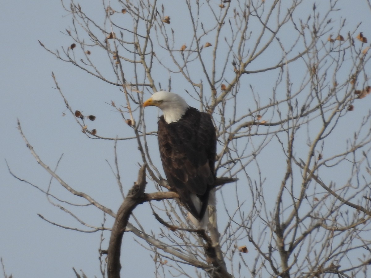 Белоголовый орлан - ML647209774