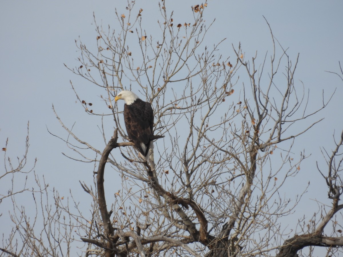 Белоголовый орлан - ML647209775
