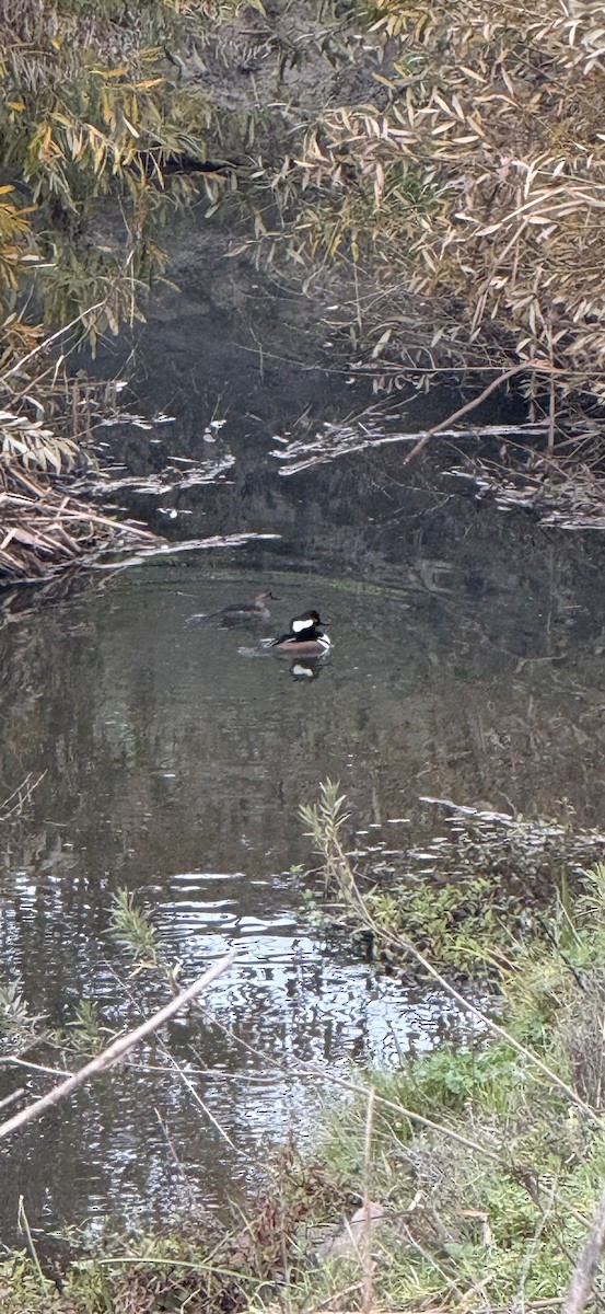 Капюшоновый крохаль - ML647209776