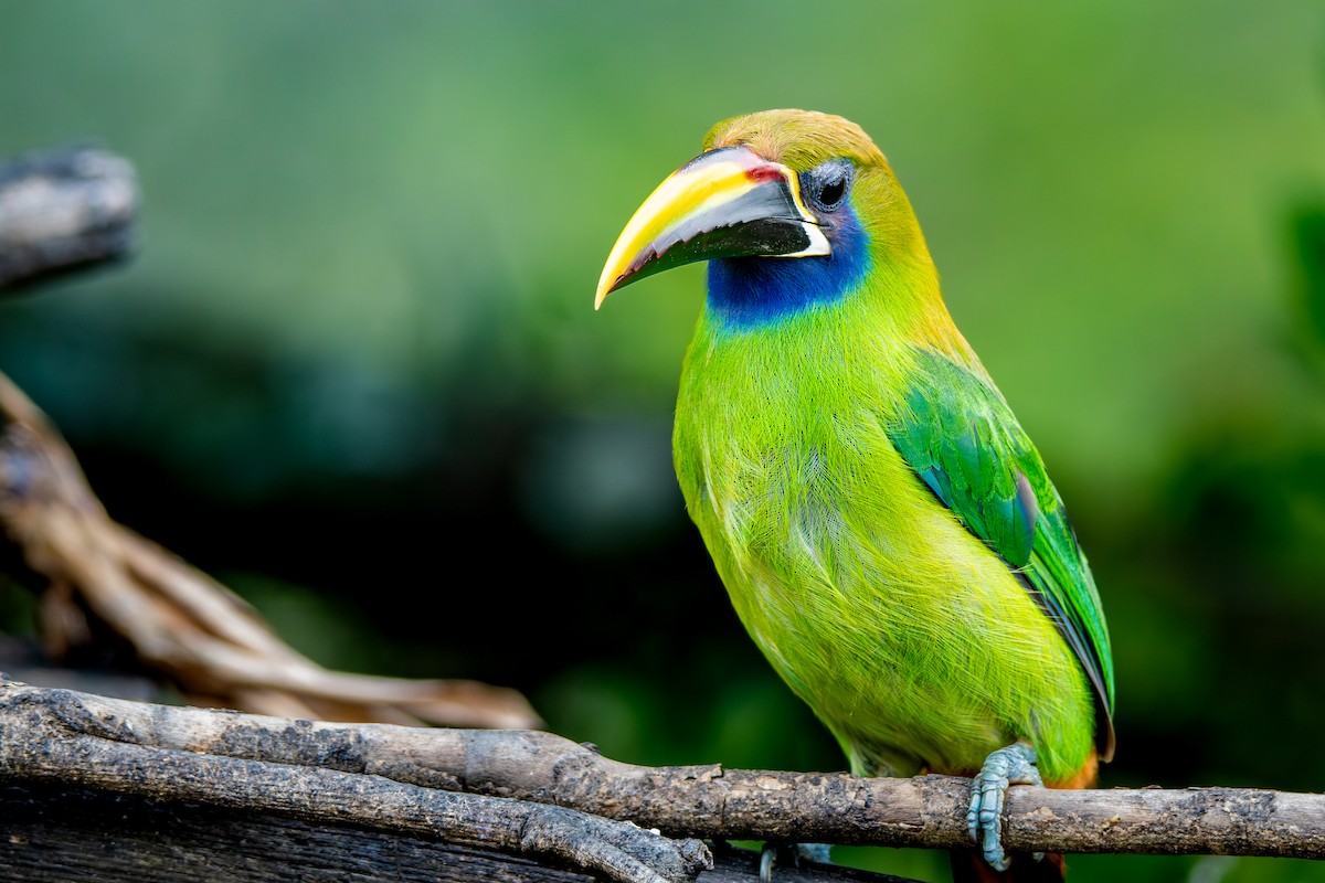 Northern Emerald-Toucanet - ML647209777