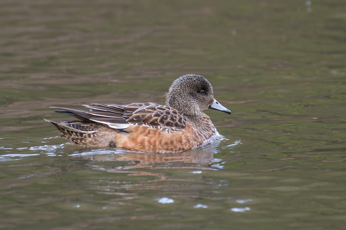 Американская свиязь - ML647209778